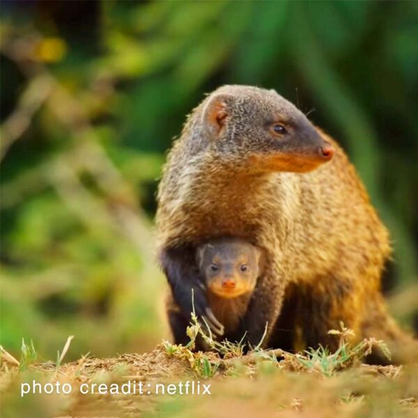 Netflix 野生動物 寶寶