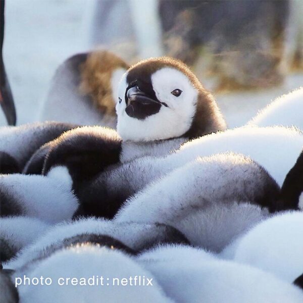 Netflix 野生動物 寶寶