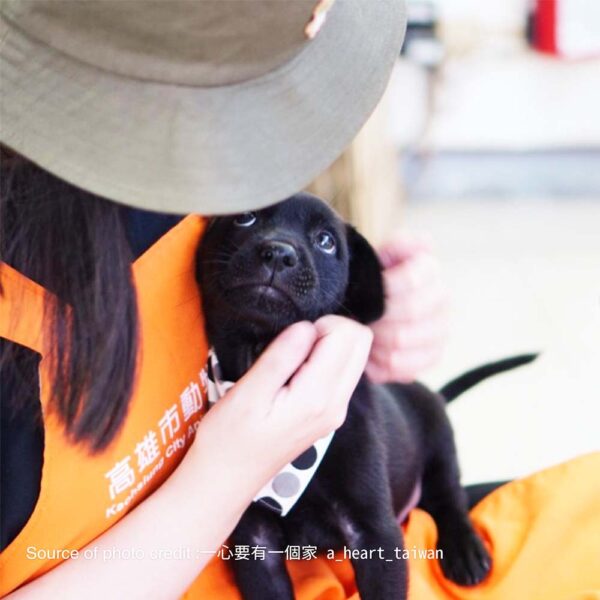 滿庭芳 浪浪 照顧 動物之家 高雄壽山收容所