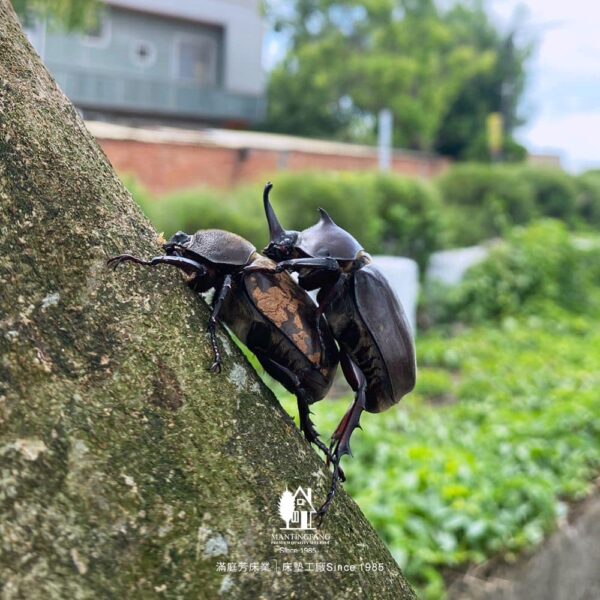 獨角仙 滿庭芳 光蠟樹