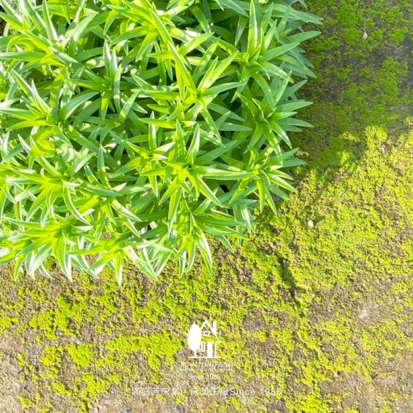 炮仗花 滿庭芳 床墊工廠