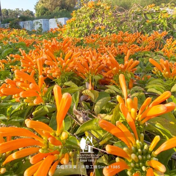 炮仗花 滿庭芳 床墊工廠