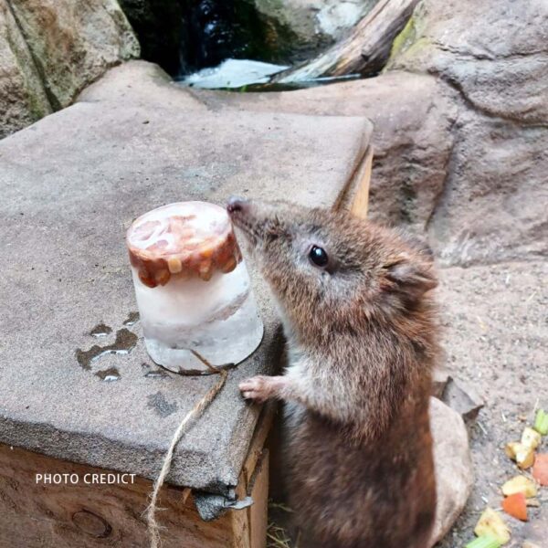 歐洲 熱浪 動物冰棒