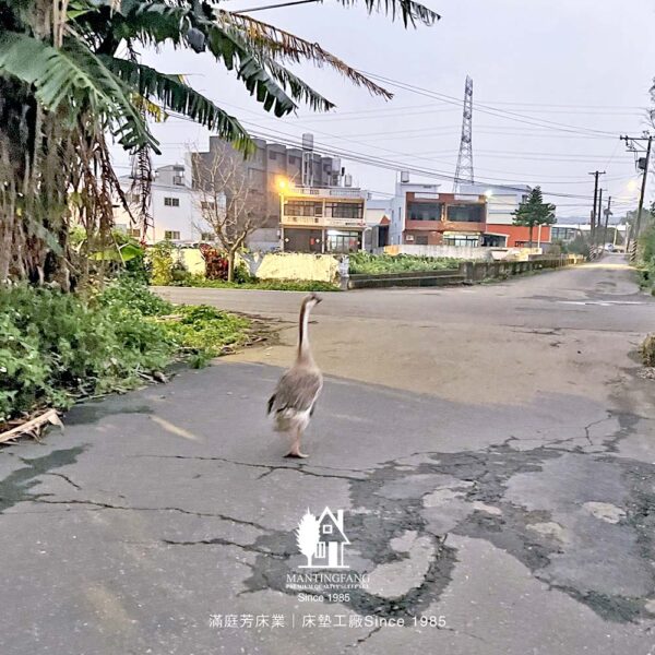 大鵝 滿庭芳 床墊工廠