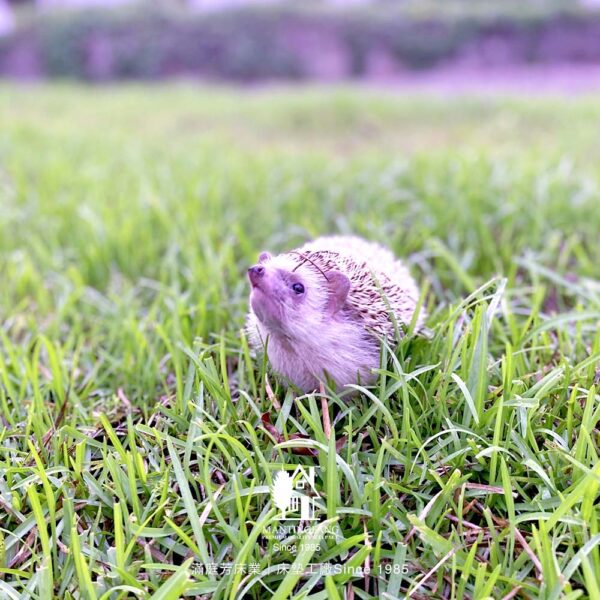 三湖里 滿庭芳 農田