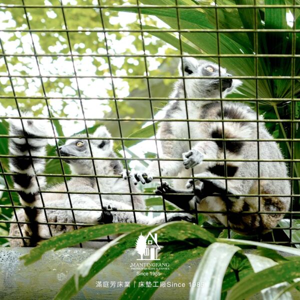 滿庭芳春日員旅 木柵動物園 城市尋寶