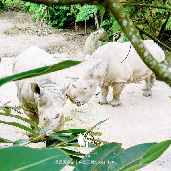 滿庭芳春日員旅 木柵動物園 城市尋寶