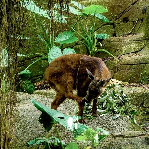 滿庭芳春日員旅 木柵動物園 城市尋寶