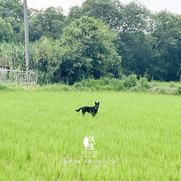 滿庭芳 農家黑狗 自由自在