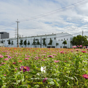 仙草花節 在地農產 床墊工廠