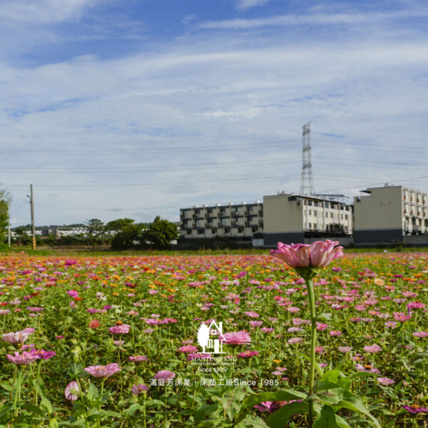 仙草花節 在地農產 床墊工廠