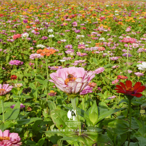 仙草花節 在地農產 床墊工廠