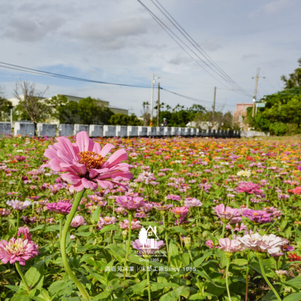 仙草花節 在地農產 床墊工廠